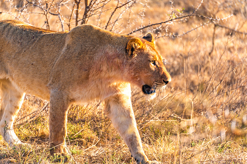 Wild Lion's pride in Nambiti hills private reserve in Ladysmith, South Africa. High quality photo