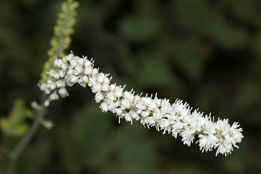 Long white flower racemes of Cimicifuga simplex (Sarashinashoma) flowerhead in the dark woodland (Nature close up macro photograph)