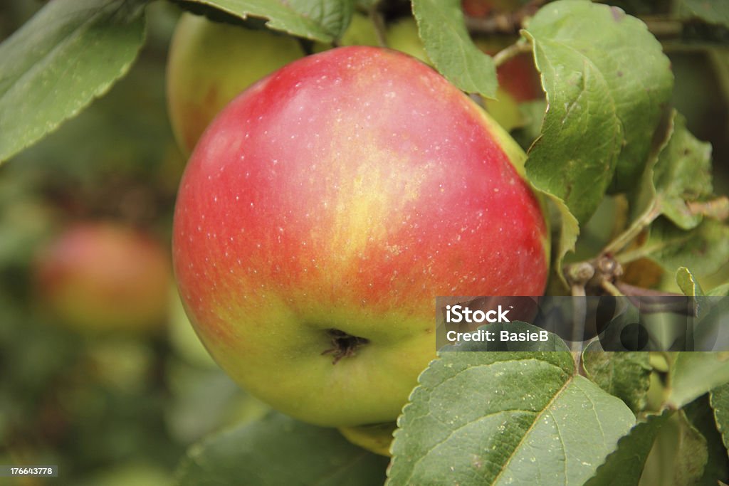 Bio Apfel im Obstgarten - Lizenzfrei Apfel Stock-Foto
