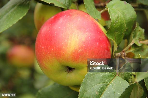 Bio Apfel Im Obstgarten Stockfoto und mehr Bilder von Apfel - Apfel, Apfelbaum, Apfelgarten