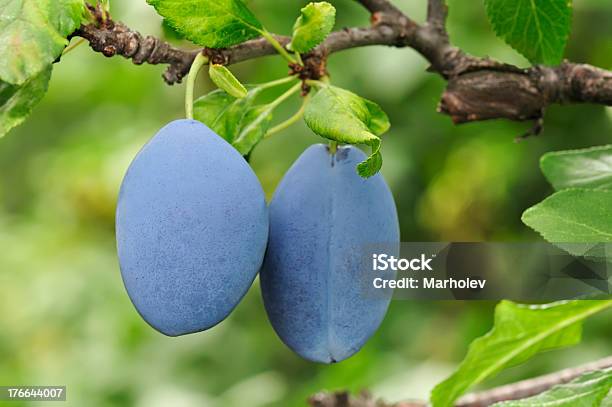 Foto de Blue Ameixas Na Filial e mais fotos de stock de Agricultura - Agricultura, Alimentação Saudável, Ameixa - Fruta