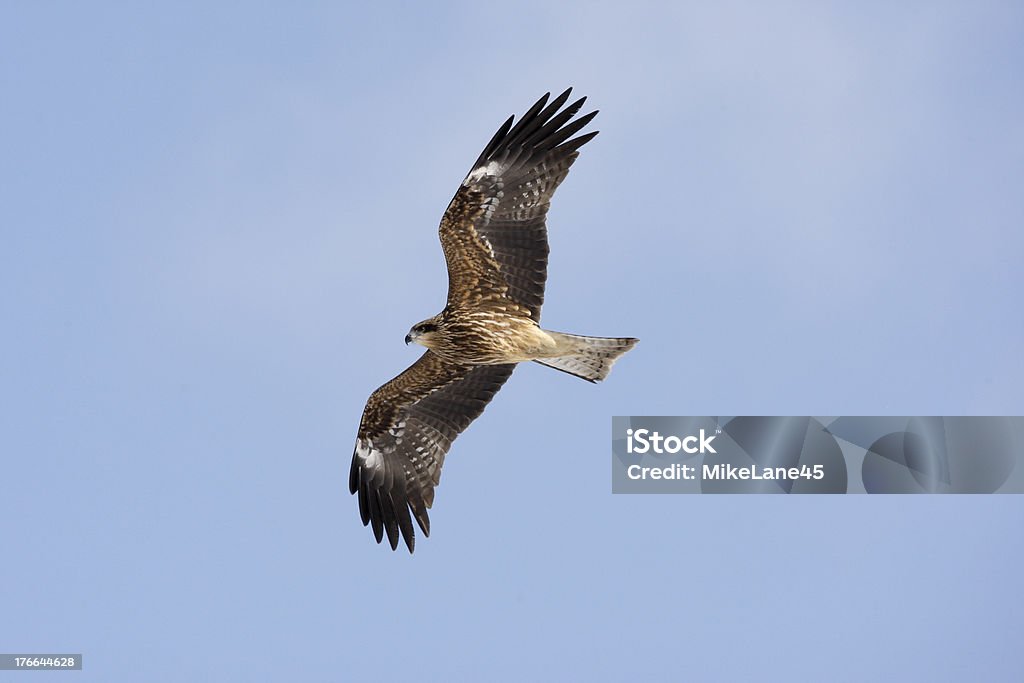 Noir cerf-volant à oreilles, Milvus lineatus - Photo de Chasser libre de droits