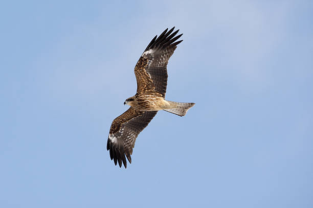 istock Black-eared kite, Milvus lineatus 176644628