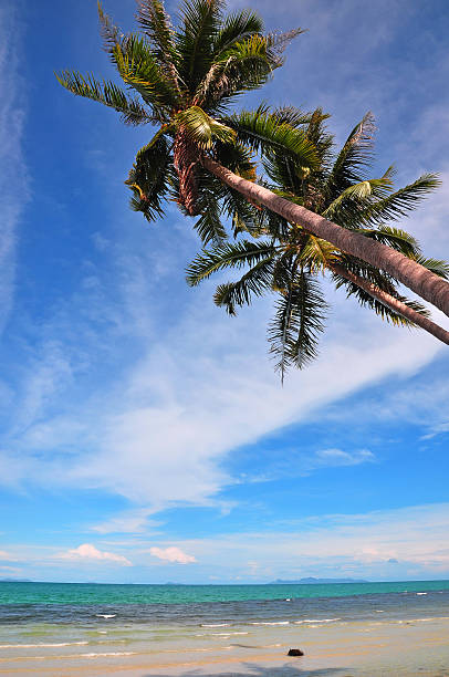Blue sky and Coconut tree at Taling-Ngam Beach, Samui