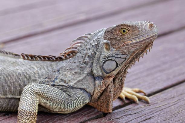 istock Green iguana basking in the sun on a wooden deck. 1766446748
