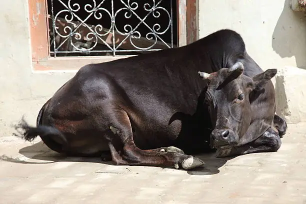 black cow,India