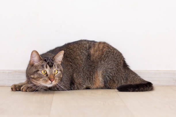 istock Full length of cat looking aside on gray background 1766459074