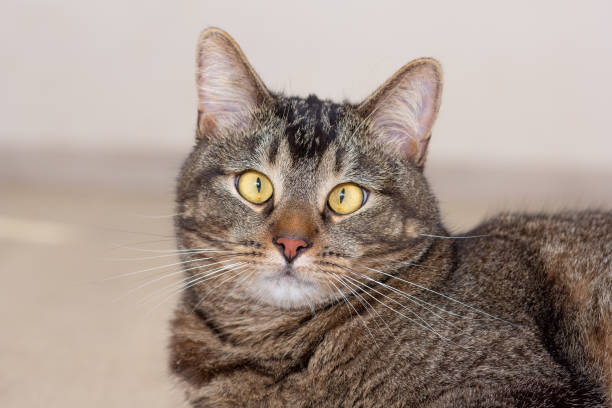 istock Portrait of cat looking at camera 1766459087