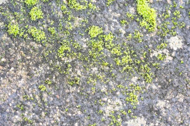 istock mushrooms fungi green growing on rocks 1766460732
