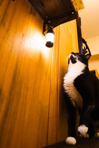 istock Lanterns, cute cats and catwalks 1766461276