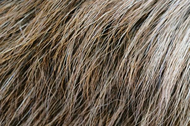 istock Macro photo of a red dog's coat 1766464549