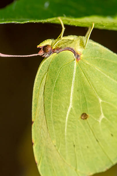 istock Gonepteryx cleopatra  butterfly insect 176647154