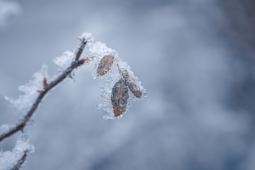 A closeup shot of a branch of a tree or shrub, its surface covered in a layer of sparkling frost.