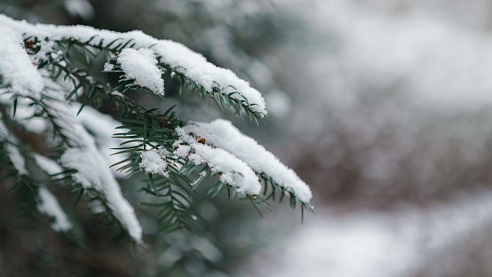 A pine tree branch laden with a blanket of fresh snow.