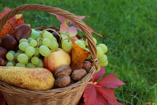 Various fresh autumnal fruits in a wicker basket with orange and yellow leaves. Grapes, apples, pear, walnuts and chestnuts against green grass background