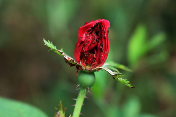 Close-up of red rose blossom eaten or damaged by insects against blurred background