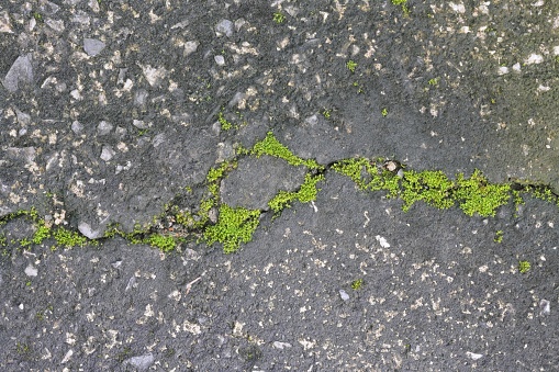 Moss occurs on cracked concrete floors.