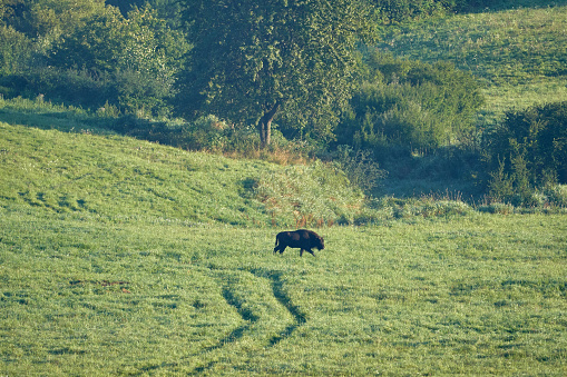 Large black bear walking through the tall grass.