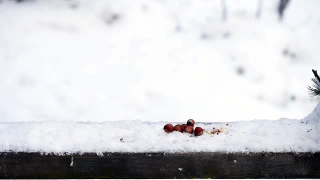 Little snow birds on the wooden bench eating nuts
