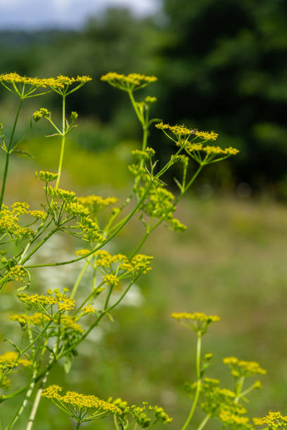 istock Pastinaca sativa subsp. urens, Pastinaca umbrosa, Apiaceae. Wild plant shot in summer 1766494014