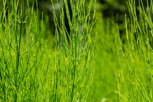 Equisetum arvense, field horsetail with dew drops closeup selective focus.