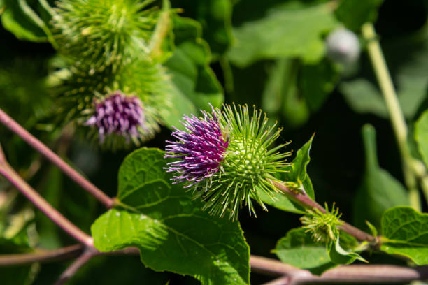 istock Arctium lappa - Young burdock leaves in an early summer 1766498231
