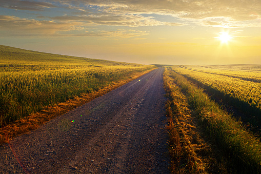 In this serene rural landscape at sunset, a dirt road leads through lush agricultural fields, with golden sunlight casting a warm glow. The vanishing point on the horizon adds depth, and the Italian countryside's charm is evident. This scene beautifully captures the essence of Italian culture and the tranquil beauty of a summer sunset.