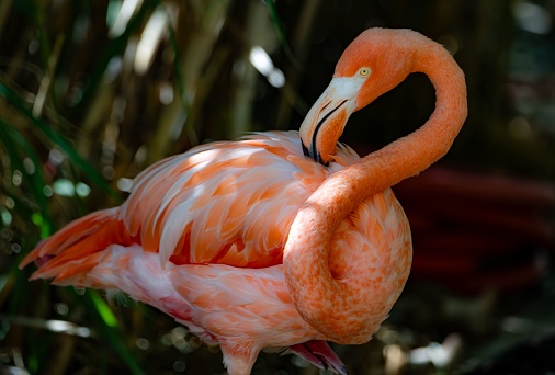 Greater Pink Flamingo in water bathing and splashing.