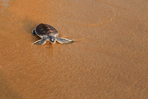 Sea turtle release. stock photo