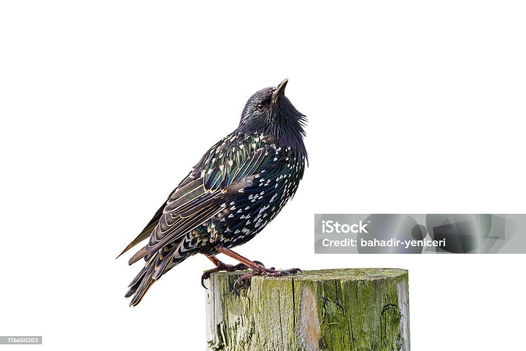 Starling A Starling Isolated on White Background Starling Stock Photo