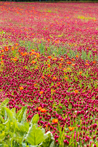 field full of red clovers