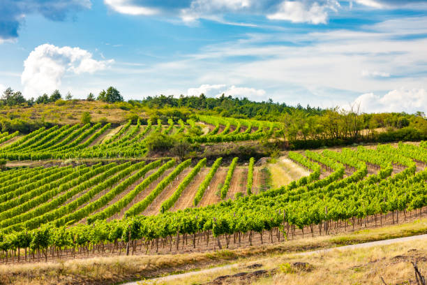 landscape with vineyards near Retz, Lower Austria, Austria