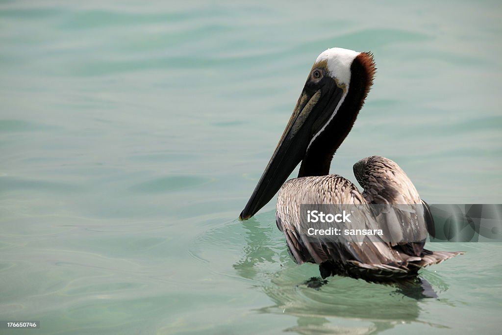 Brown Pelican Immature Brown Pelican (Pelecanus occidentalis) preparing to take flight from the ocean - Miami Beach, Florida Adult Stock Photo