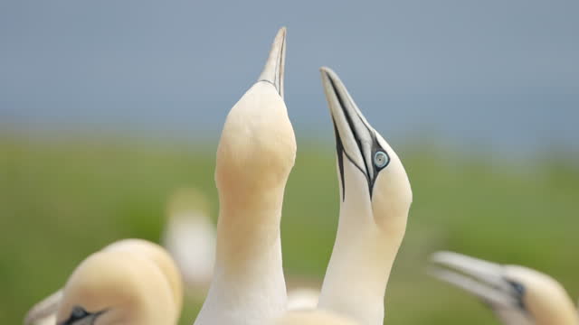 Experience the enchanting world of Northern Gannet birds as they exhibit their natural behavior in stunning 4K slow motion.