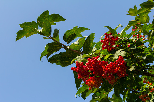 Close-up of beautiful red fruits of viburnum vulgaris. Guelder rose viburnum opulus berries and leaves in the summer outdoors. Red viburnum berries on a branch in the garden.
