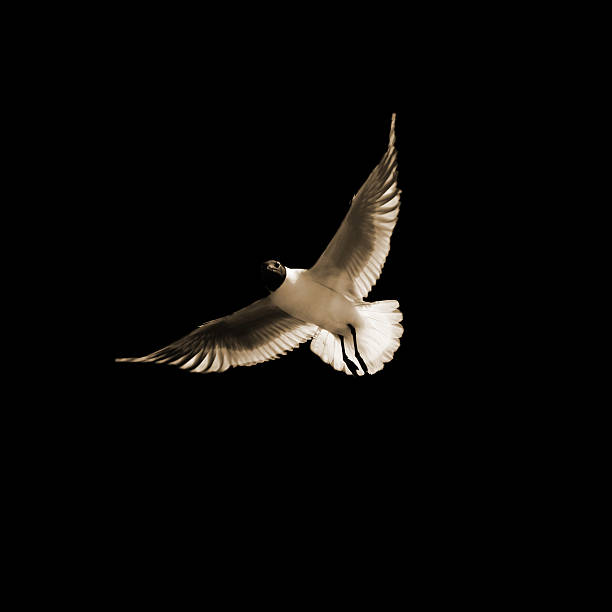 istock Close up of a seagull 176651662