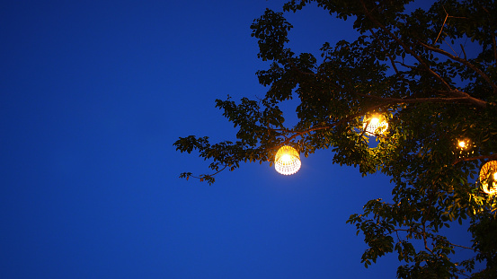 Shadow branches and hanging lanterns at night Image for use as a background or copy space