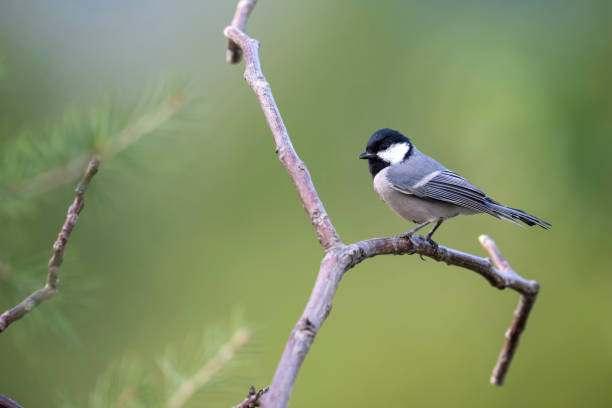 istock Cinereous tit perched on Branch 1766518103