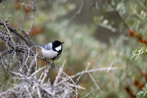 Cinereous tit perched on Branch