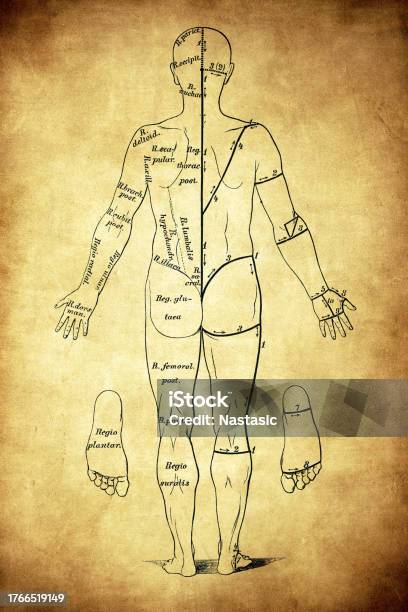 Human Dissection Underline Skin Cuts For Dissection Stock Illustration - Download Image Now ...