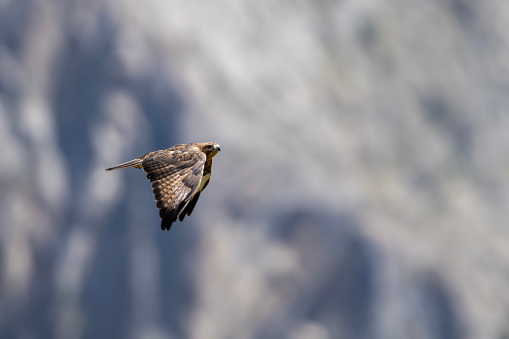 Upland Buzzard Flying