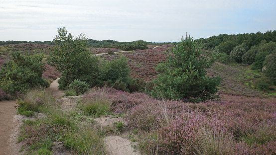 The breathtaking heath landscape in the Posbank, the Netherlands.