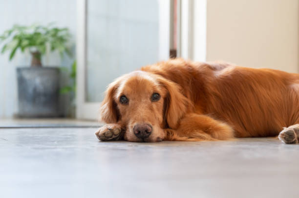 istock Golden Retriever on the floor 1766525309