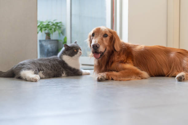 istock Golden Retrievers and British Shorthairs 1766525313