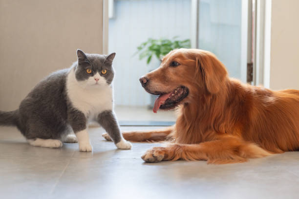 istock Golden Retrievers and British Shorthairs 1766525454