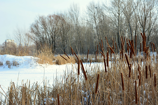 frozen lake with white snow and dry reeds copy space