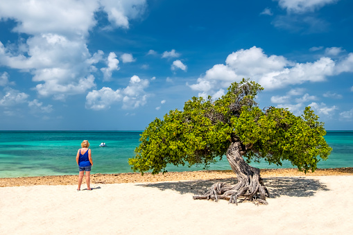 Divi tree on Eagle Beach, Aruba with lone woman on the beach looking out to sea.