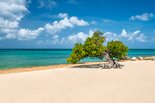 Divi tree on Eagle Beach, Aruba.