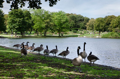 Munich Bavaria Germany -September 1 2023 in munich west park wild geese in the park.