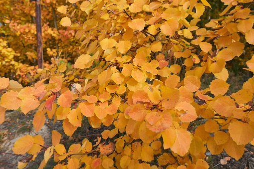 Leaves of the American beech in fall. The beech is a beautiful eastern tree with distinctive smooth-gray bark and striking autumn colors. In recent times, it has been plagued by often-fatal bark and leaf diseases. Taken in Connecticut.